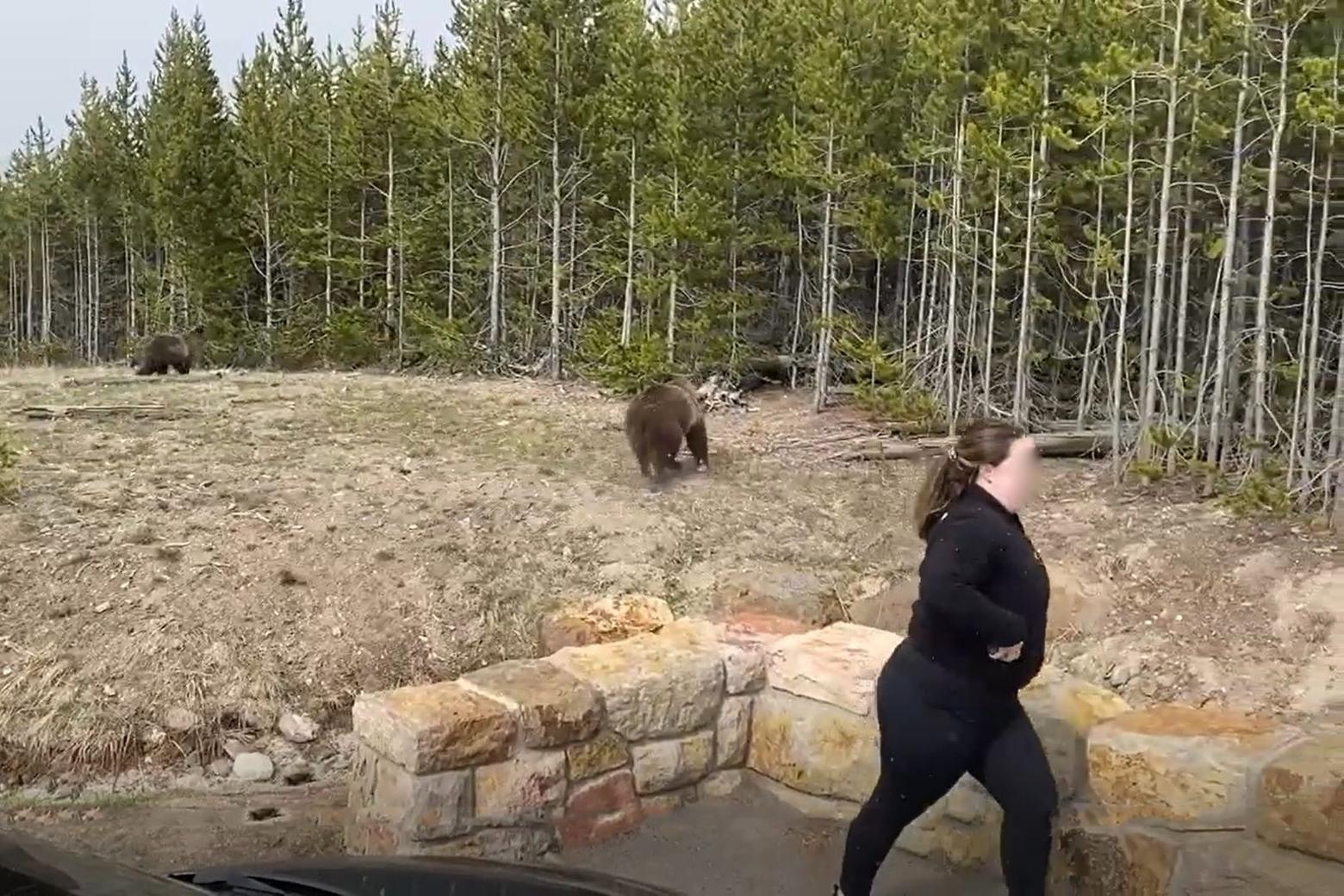This Yellowstone tourist, who moved too close to a mother grizzly and cubs, darts away after the adult bear made a bluff charge. The 25-year-old visitor from Carol Stream, Illinois, was banned from Yellowstone and required to pay more than $2,000 in fines. Photo courtesy Yellowstone Facebook page/Darcie Addington
