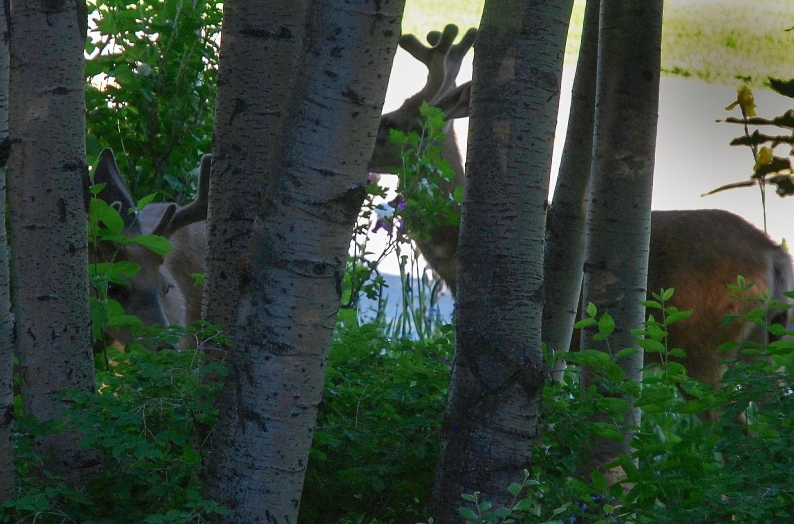 Even when confronting unspeakable loss, Marsh's forays into the wild country of Greater Yellowstone always open her eyes to promise, hope, discovery and a spirit of Nature he finds comforting. Photo of mule deer courtesy Susan Marsh