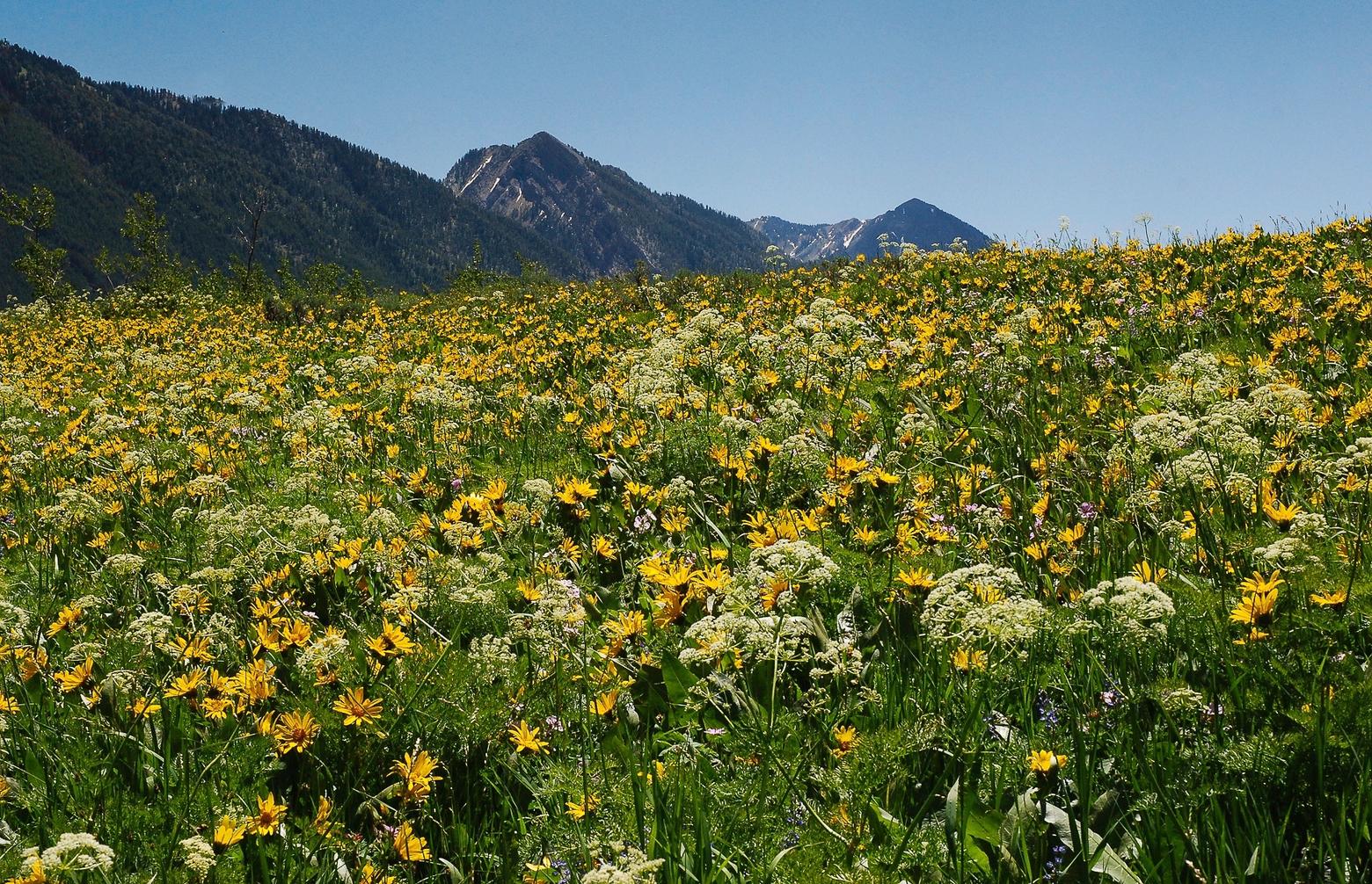 The riot of a zillion petals of arrowhead balsamroot in bloom in Greater Yellowstone. As a sight it commands awe and fills the heart with joy but seldom is such worth considered in the commodity balance sheets of a multiple use land management agency. Susan Marsh knows. For decades, as a career civil servant with the Forest Service, Susan Marsh tried to give voice to "intrinsic values" in Nature and she continues to do so with her prose and poetry. Photo courtesy Susan Marsh. 