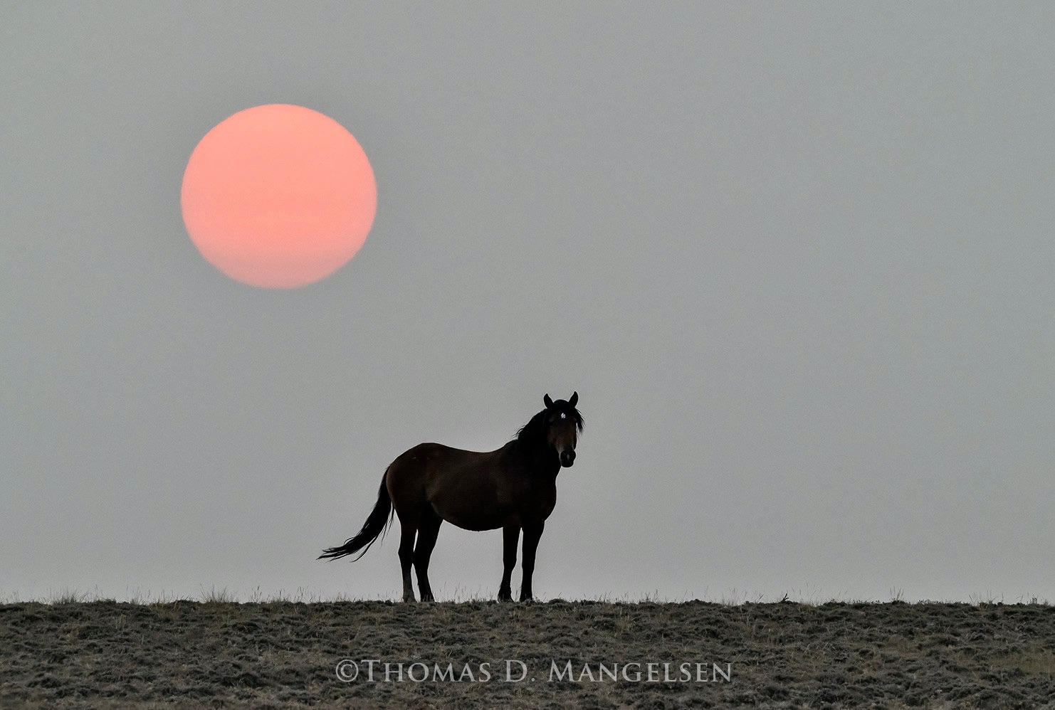 "Under the Red Sun," a photograph by Thomas D. Mangelsen, all rights reserved. This is a portrait of a member of the North Lander Herd in central Wyoming. To see more of Mangelsen's limited-edition collectible photography go to mangelsen.com