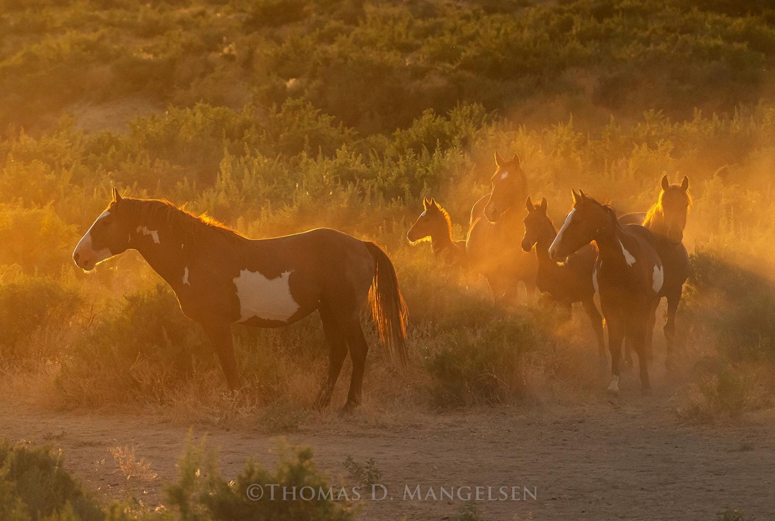 "Legends of the Plains," photograph of wild horses in Colorado by Thomas D. Mangelsen, all rights reserved. To see more of Mangelsen's limited edition collectible photography go to mangelsen.com