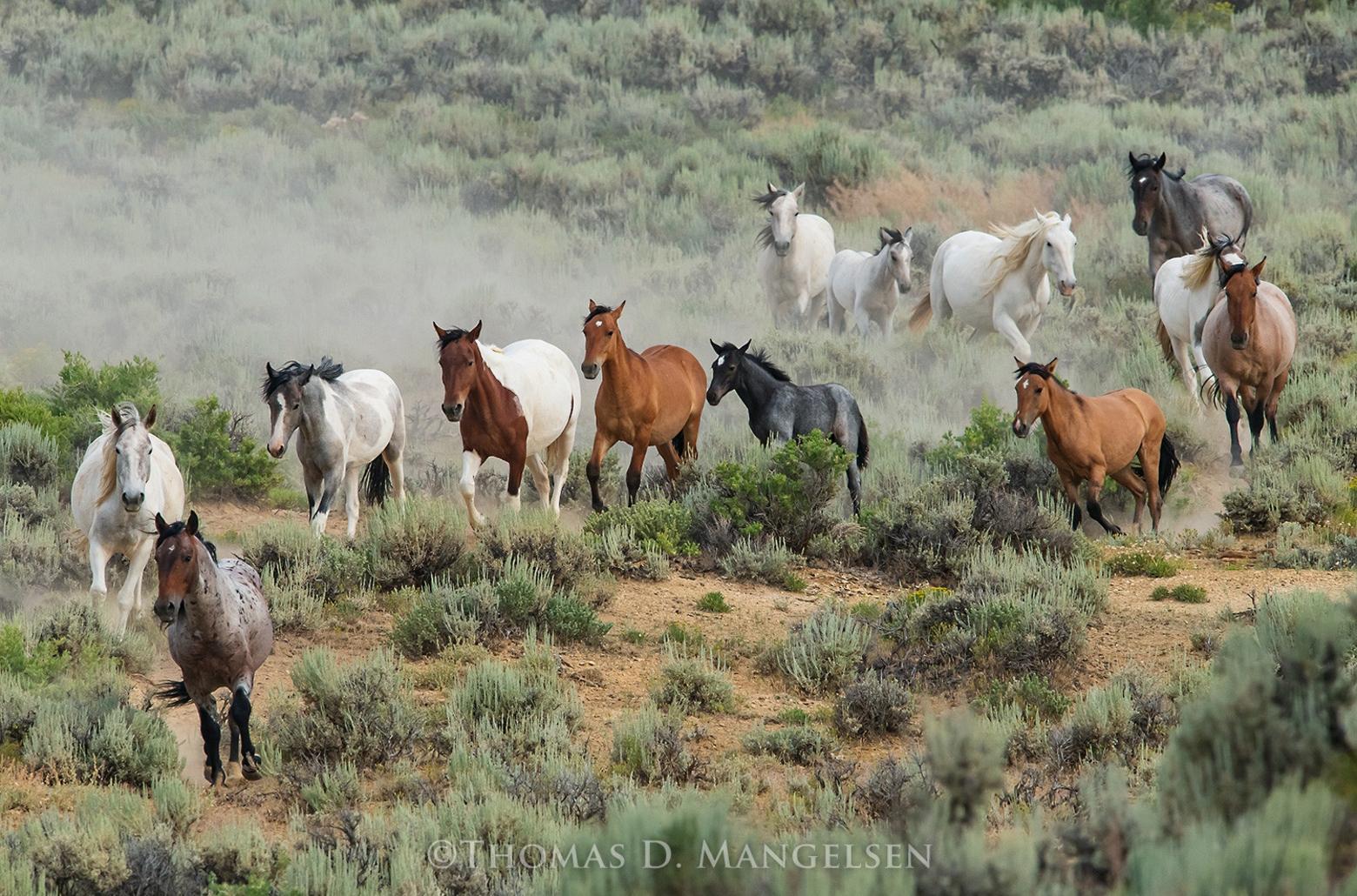 "High Desert Drifters," photograph by Thomas D. Mangelsen, all rights reserved. The image is of a wild horse herd in northwest Colorado. To see more of Mangelsen's collectible photographs go to Mangelsen.com