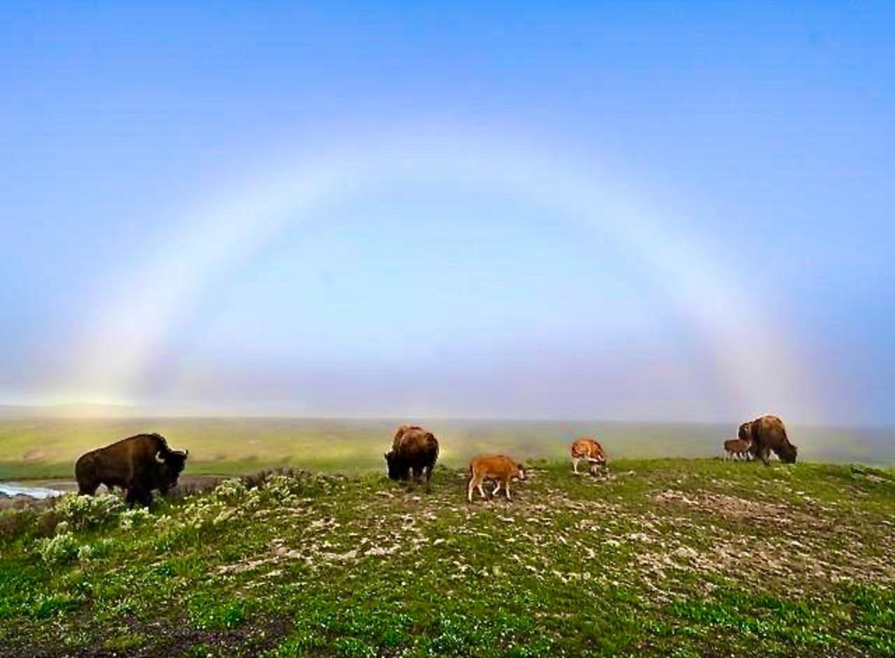 Fuller writes: "A 'mist-bow'—a sunrise albino version of a rainbow. I've been looking for one with buffalo at the ends of the bow for years, and the other morning I saw one."