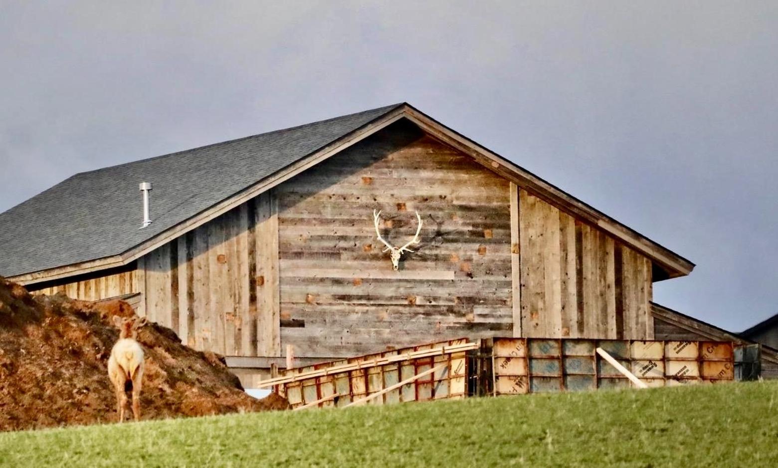 Trophy on a trophy home: in the Gallatin Valley, an elk returns to its former winter range and calving grounds only to find its habitat occupied by a new human residence rising from some of the most fertile soil in Montana. Photo courtesy Holly Pippel