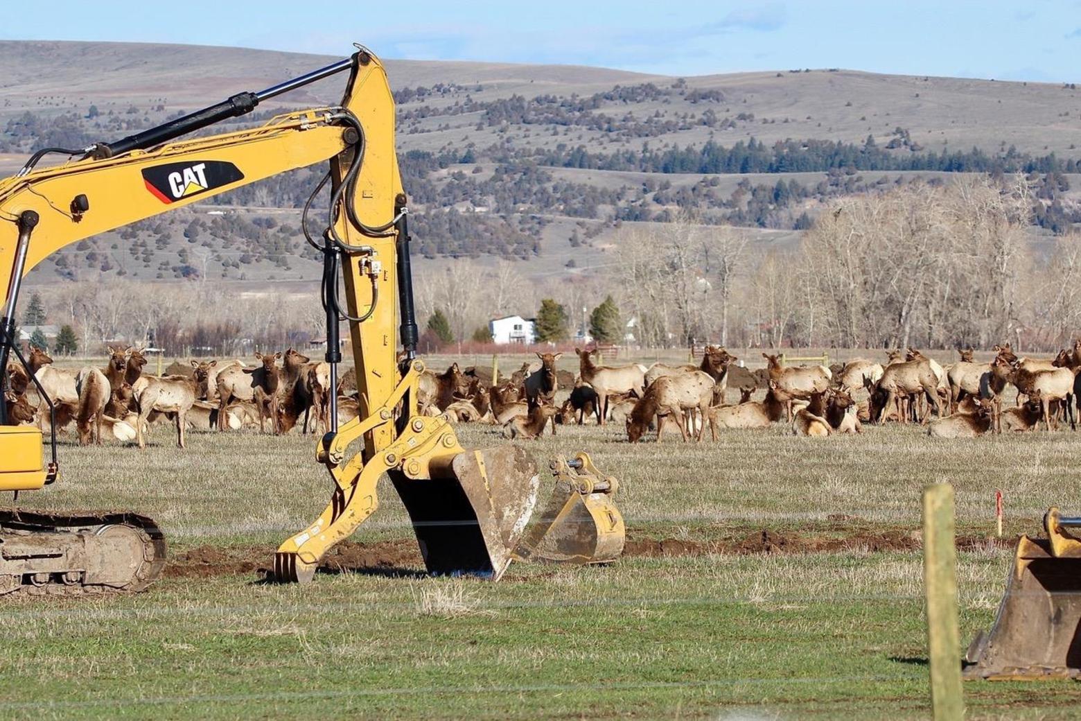 Mini cows produce big rewards for Reading rancher, Gaz