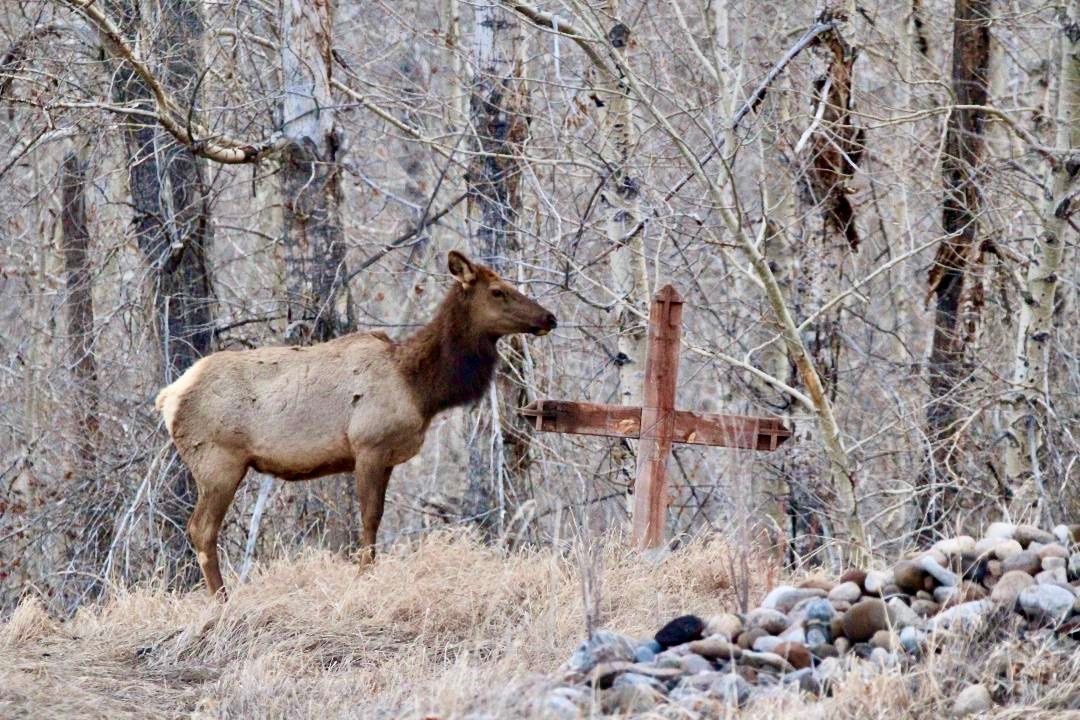 A sign for the times or elegy? A tired cow elk pauses briefly after crossing a road in the exurbs and rests beside a grave marker where a rural landowner buried his beloved dog.  Photo by Holly Pippel