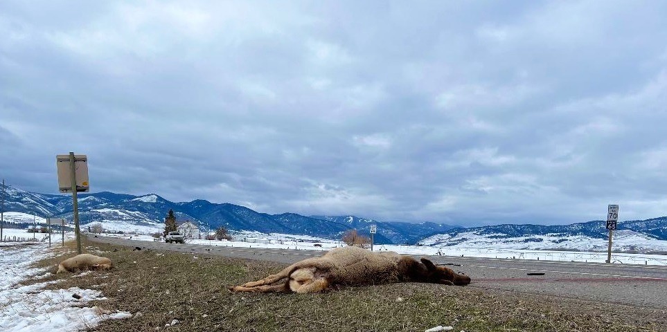 Development isn't only displacing wildlife from vital habitat, intensifying human pressure, including traffic, is exacting other deadly tolls throughout Greater Yellowstone that wildlife overpasses and underpasses will not fix. Here, sunrise reveals that a cow elk was unsuccessful in shepherding her calf across US Highway 191 in the Gallatin Valley outside of Gallatin Gateway. Photo by Holly Pippel