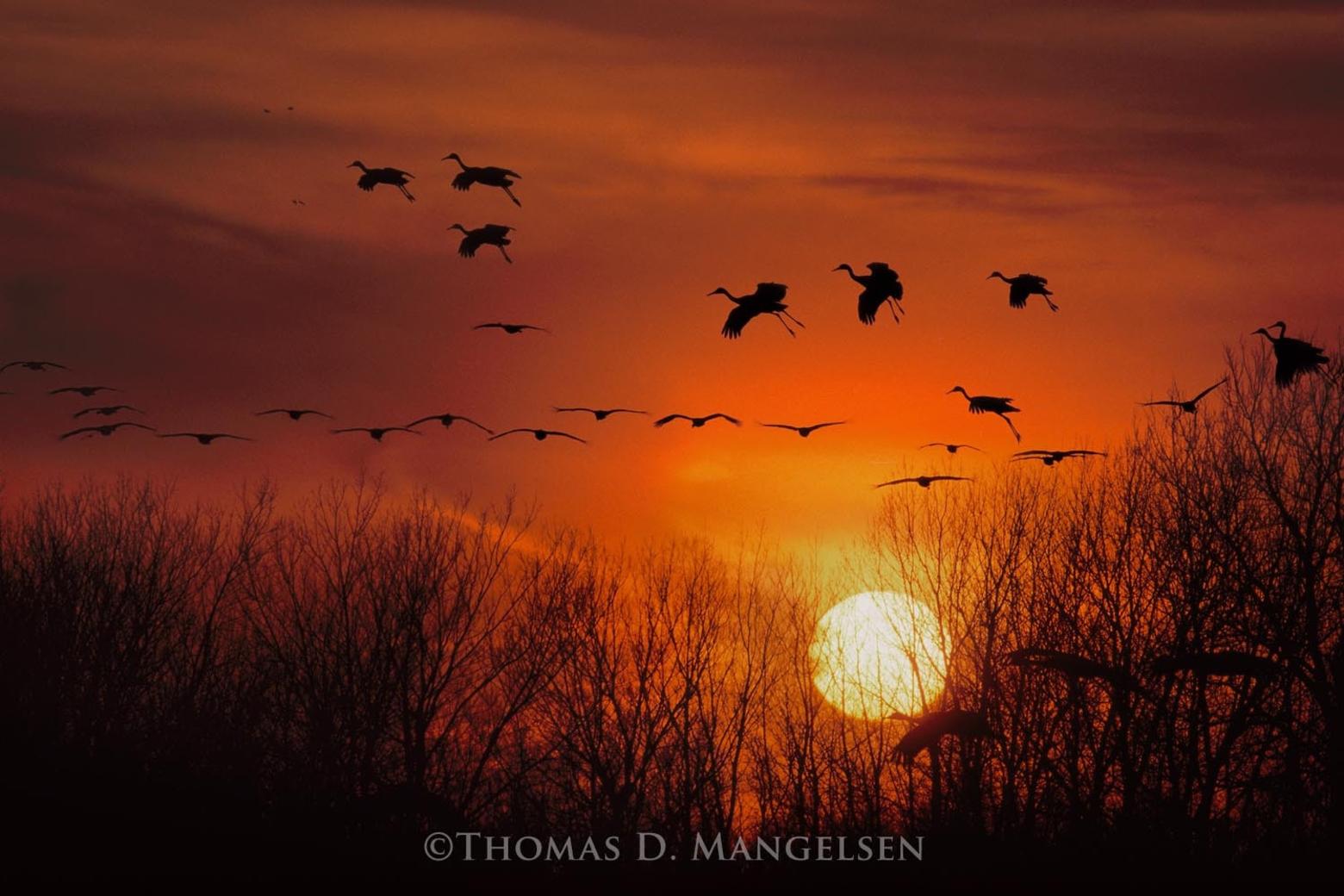 "Sandhill Cranes" by Thomas D. Mangelsen. To see more of his work go to mangelsen.com