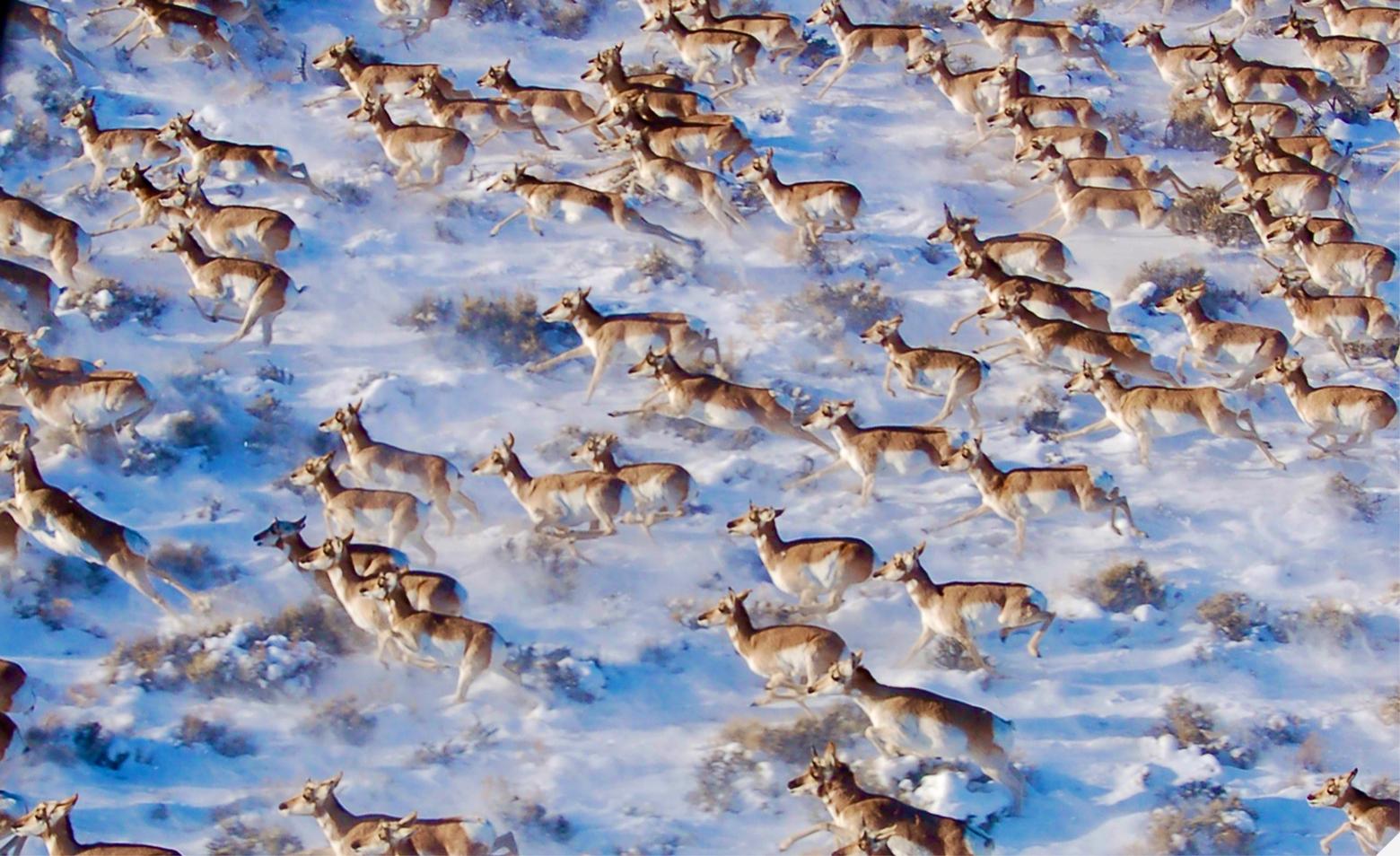 Pronghorn migration in the Greater Yellowstone migration, among the many species in the ecosystem that can still move unfettered across the landscape. Photo courtesy Joel Berger