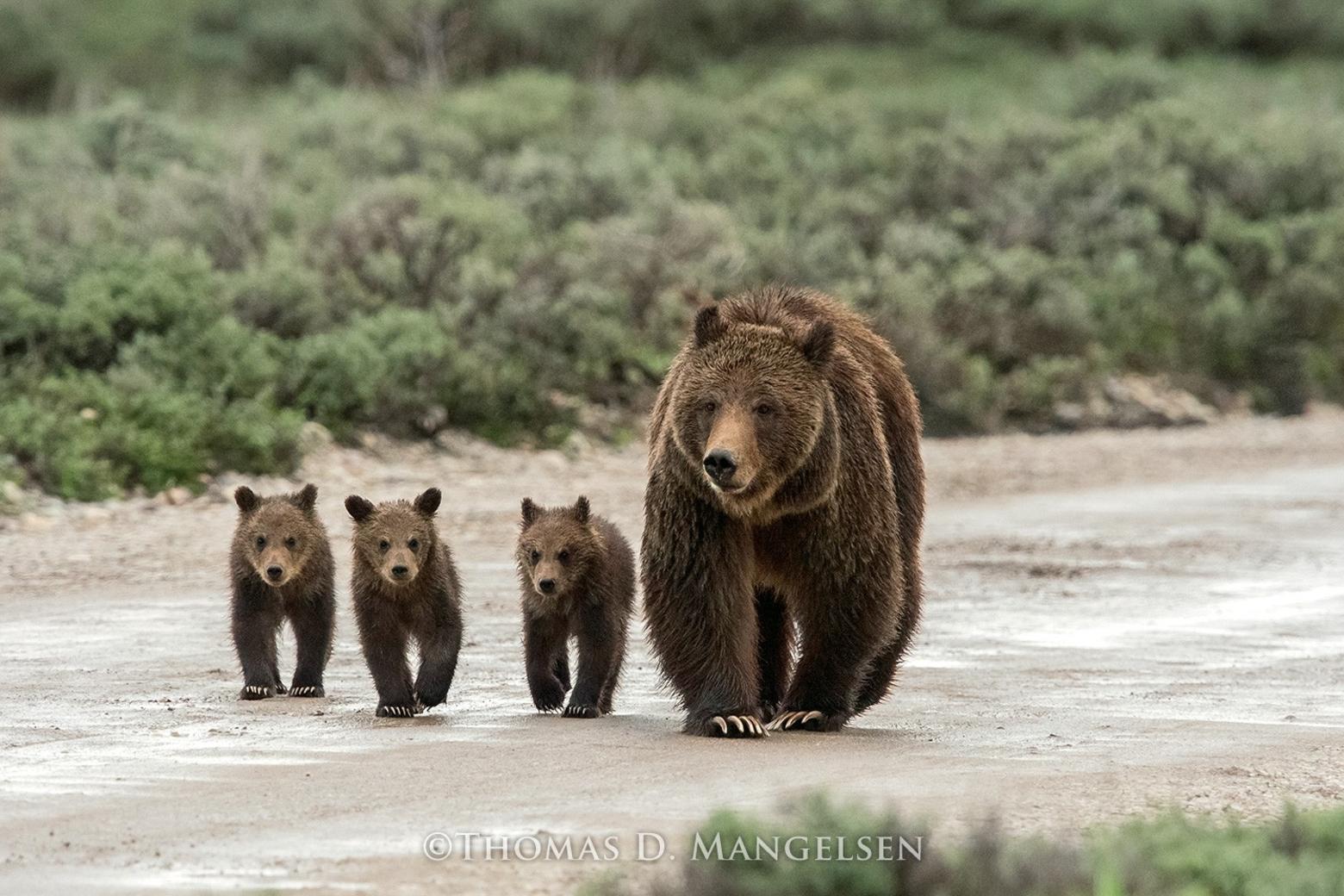 Grizzly 399 and her first set of triplets. Nature tourism is a multi-billion dollar industry in Greater Yellowstone and the Northern Rockies and one of the biggest drivers is wildlife watching. Two of the top attractions are grizzly bears and wolves in Yellowstone and Grand Teton. However, those two national parks are not large enough, by themselves, to sustain wildlife that migrates and has large home ranges.  The health of public wildlife depends on the ecological health of private lands surrounding public lands. "Teton Rush Hour" photo courtesy Thomas Mangelsen. To see more of his collectible photography go to mangelsen.com