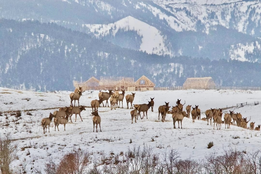 In the Gallatin Valley of Montana, elk are competing for survival against trophy homes. Indeed, on private land in Greater Yellowstone counties and others up and down the Rockies, vital wildlife winter range and other habitat is rapidly being lost to the impacts of exurban sprawl, particularly as ranches are replaced by subdivision. It's happening and in many places county commissions are doing little to stop it. Photo courtesy Holly Pippel  