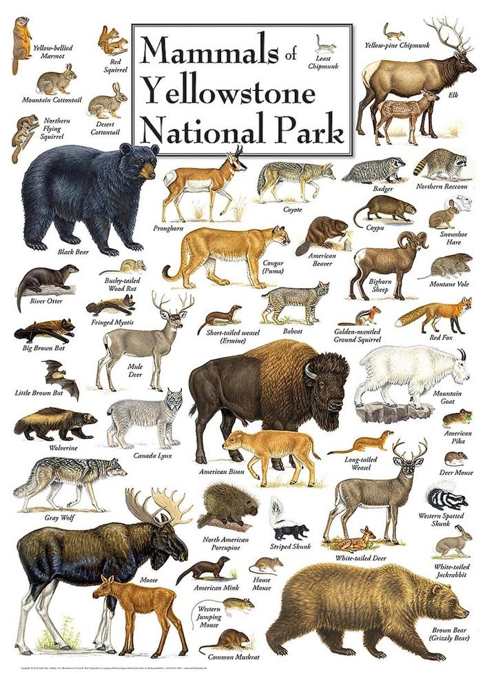 All the non-human mammals present in Yellowstone in 1491 are still there—a feat few other places on earth can claim.