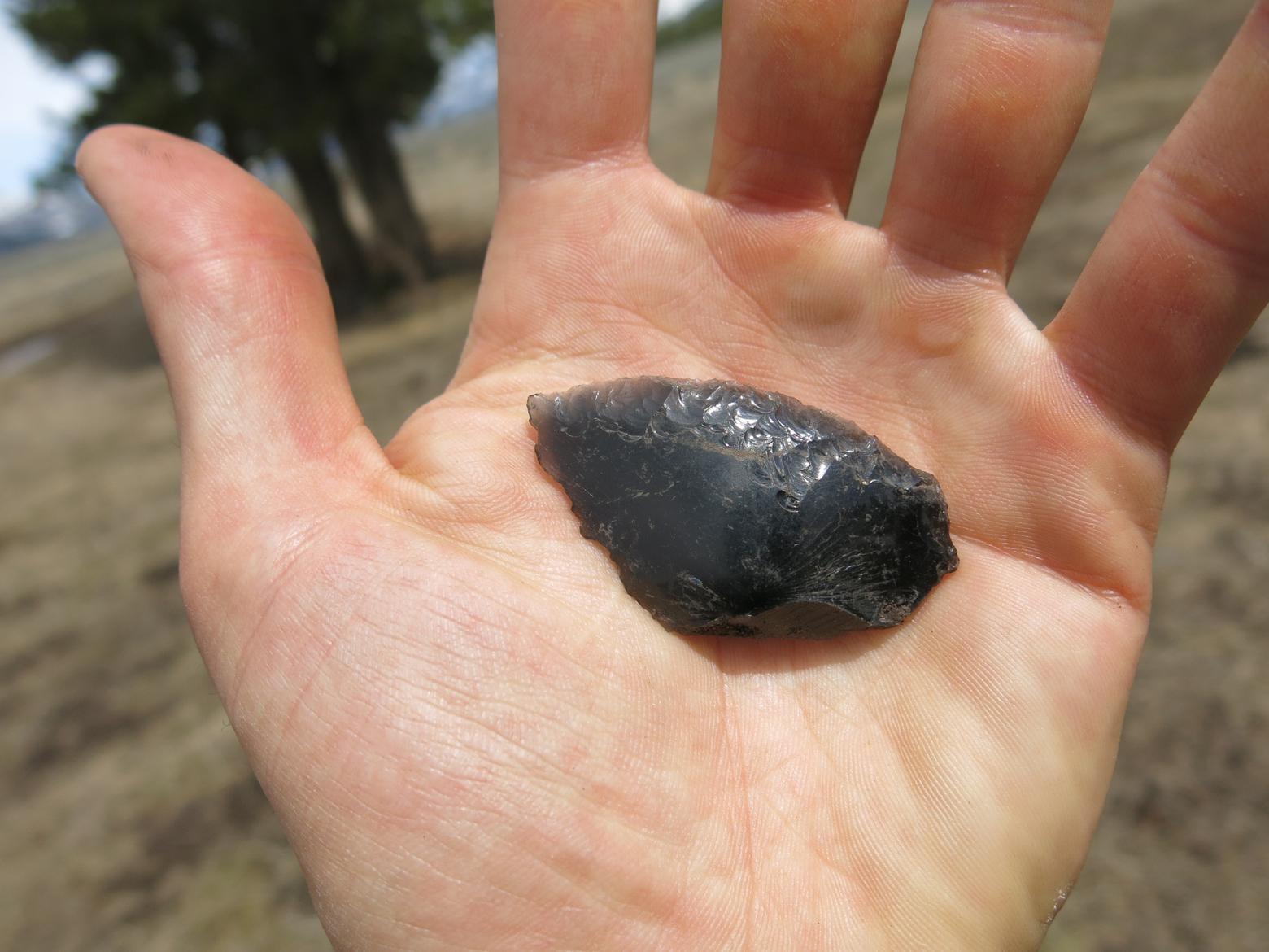 Obsidian in Yellowstone used to make arrowheads and carving tools was a valuable trade item that reached dozens of tribes. This point speaks to its reason for existing: available wildlife killed for food. The contested land that was once shard by both Yellowstone and the Crow Reservation in the vicinity of upper Slough Creek includes highly productive big game habitat—and would've been valuable to hunting culture. This obsidian scraper was photographed by Burritt in 2014. Today, he notes, moose, a herd of bison, and elk can be found wintering in upper Slough Creek, accompanied by diverse predator species.