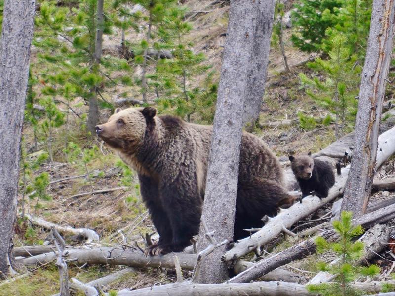 A Greater Yellowstone grizzly mother and cub