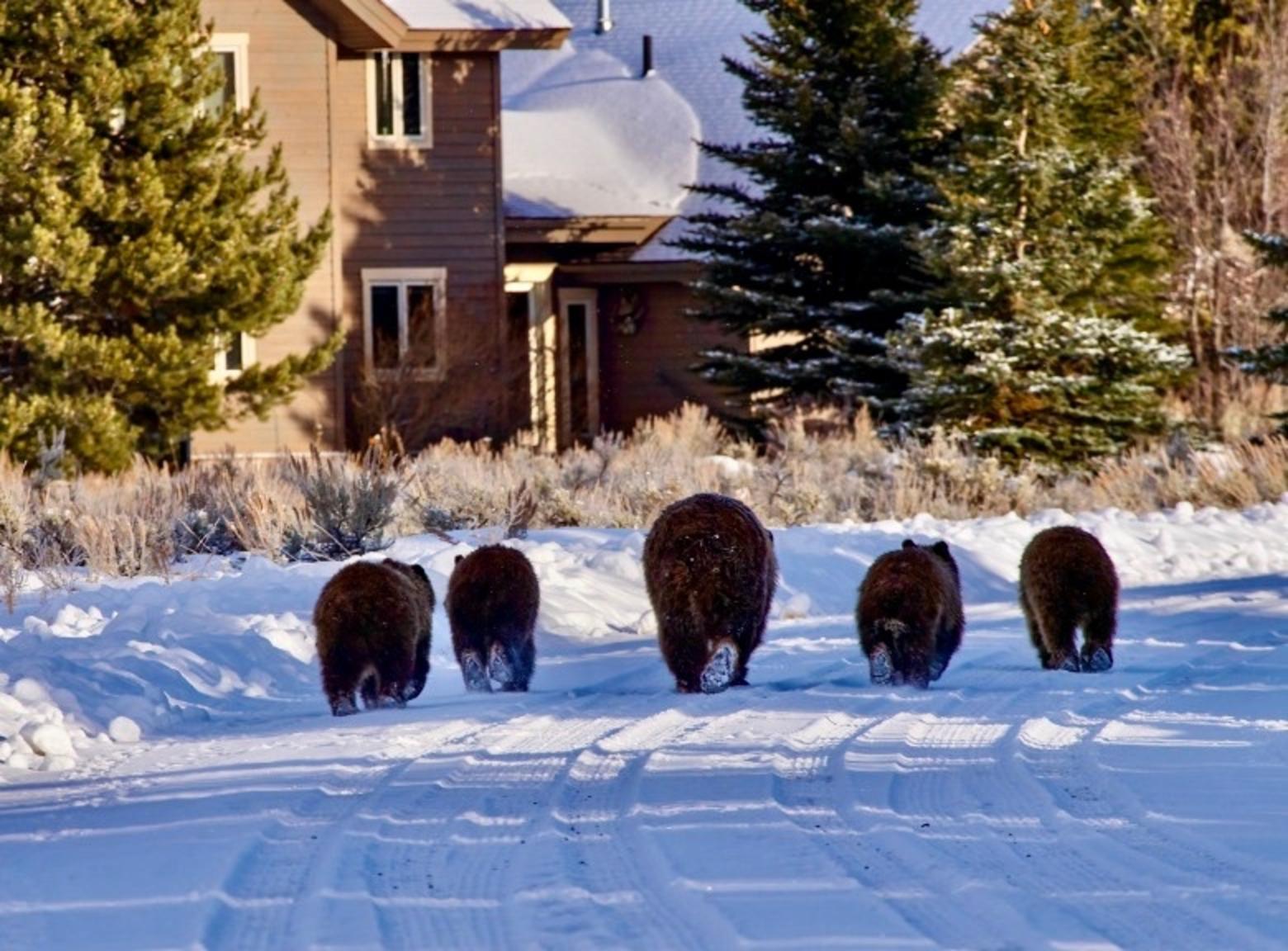 Jackson Hole nature photographer captured this photograph in autumn 2021 of famed Grizzly 399 and her four cubs lumbering thorugh a developed area in Jackson Hole. In spring 2022, one of the cubs, a 2.5-year-old male, was captured and euthanized because it wandered onto the porch of a cabin near Cora, Wyoming where it got into human food. The rapid proliferation of private land sprawl in rural areas is negatively impacting habitat security for grizzlies, including on nearby public lands. It is also creating "conflict bears" and taking some relocation sites off the table. Photo courtesy Tom Mangelsen (mangelsen.com)