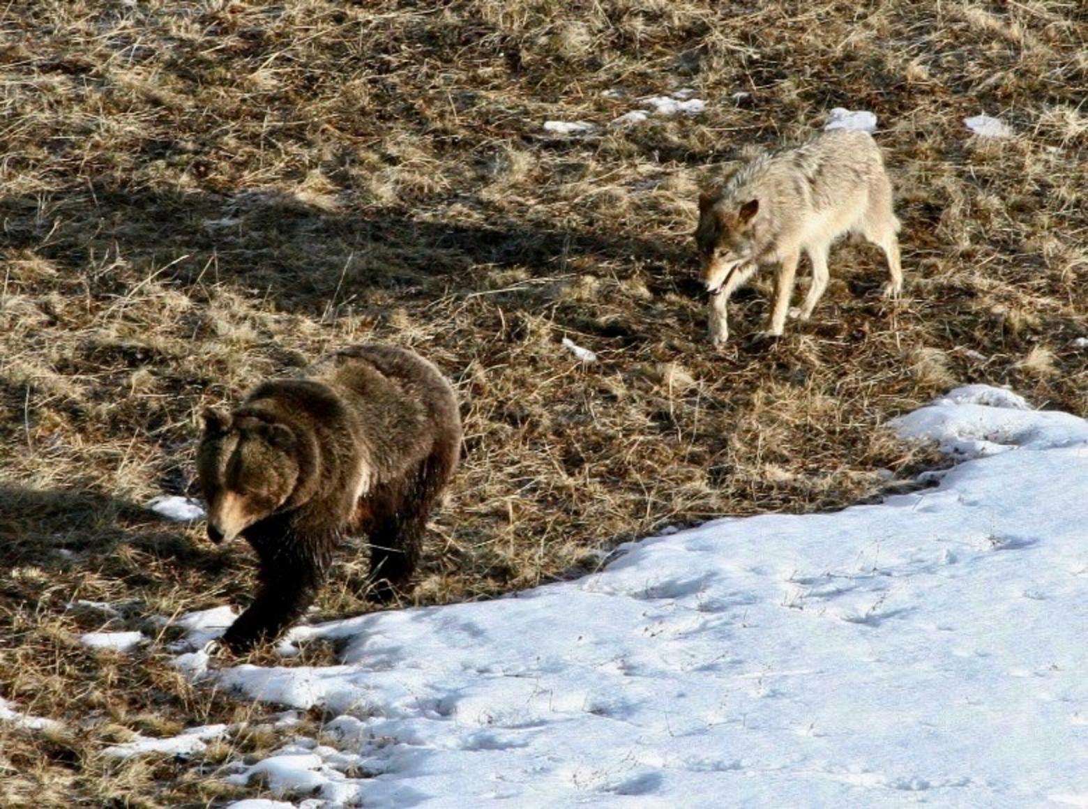 The presence of grizzlies and wolves in Montana, Wyoming and Idaho is considered a great conservation achievement that citizens should be proud of. Both species also are key attractions in a multi-billion-dollar annual nature tourism economy. Their value alive is exponentially greater than any costs they bring to the livestock industry, big game herds or wildlife management agencies. They are among the icons that also make Greater Yellowstone a bastion and bellwether for biodiversity. Photo courtesy Yellowstone National Park