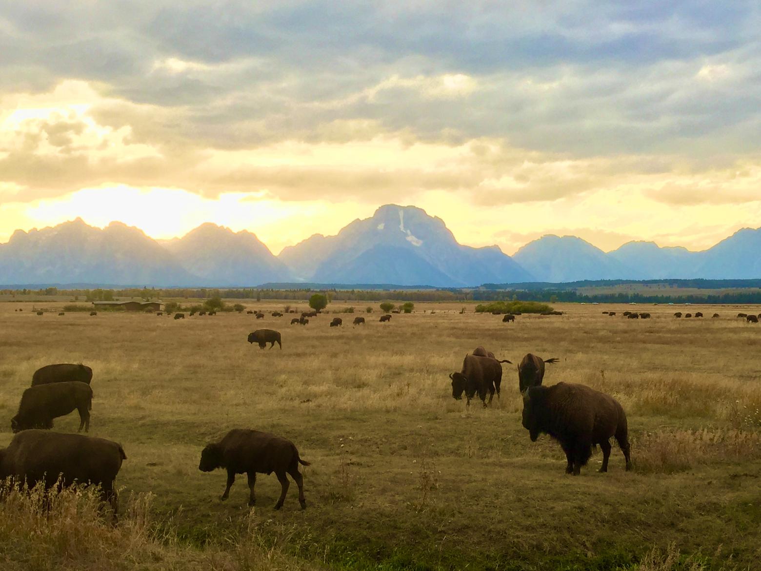 Wild bison roam a portion of Grand Teton National Park where once there were private cattle ranches. The animals, descended from bison in Yellowstone that survived near extinction, wandered into the park decades ago and found a home. Owed to conservation ancestors of a century ago and carrying forward to today with elders like Chouinard, Goodall, their contemporaries and younger generations, parts of the American West are only protected because citizens rose in defense of wild nature when it mattered most. Photo by Todd Wilkinson