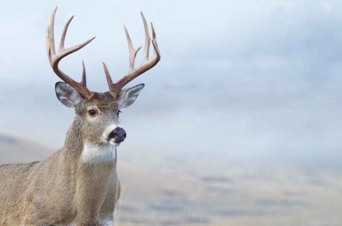 A white-tailed deer buck similar to this one tested positive for Chronic Wasting Disease after it was shot by a hunter near Gallatin Gateway, Montana. Photo courtesy Montana Fish, Wildlife and Parks