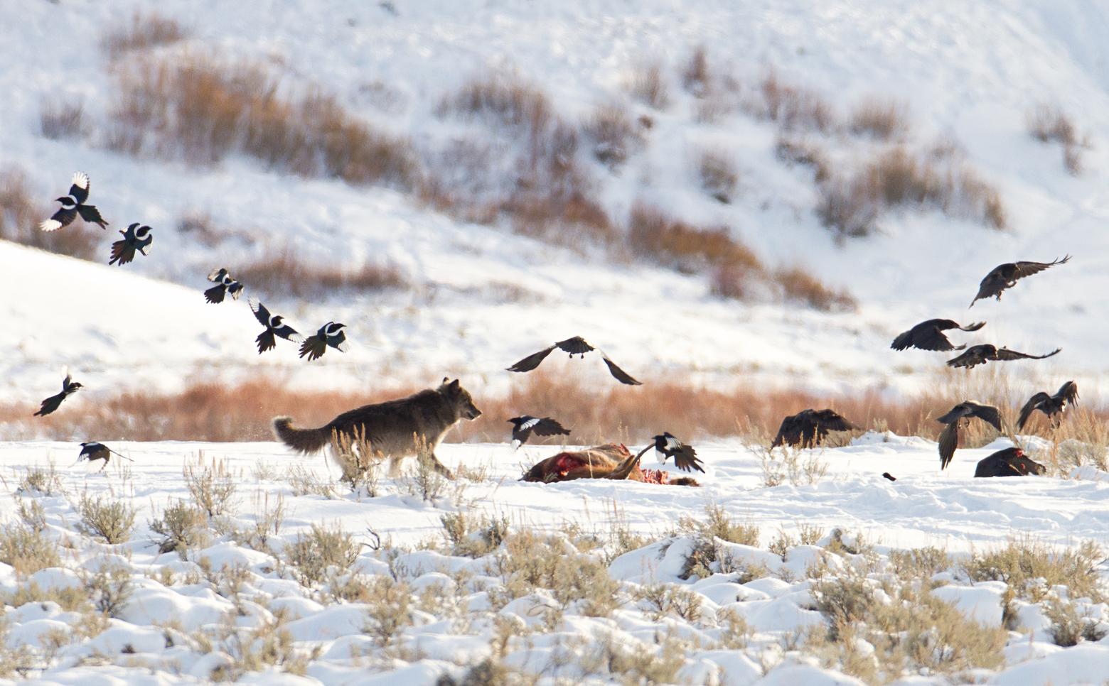 A wolf in Yellowstone feeds on an elk carcass near Soda Butte and chases away magpies and ravens trying to get a bite to eat. Wolves, magpies and ravens are not afflicted by CWD. Though they may be able to shed prions in their urine and feces, they cannot pass it on to other animals. Moreover, with thousands upon thousands of cervids on the landscape, the deposition of prions by them into the environment is exponentially greater. Photo courtesy Jim Peaco/NPS