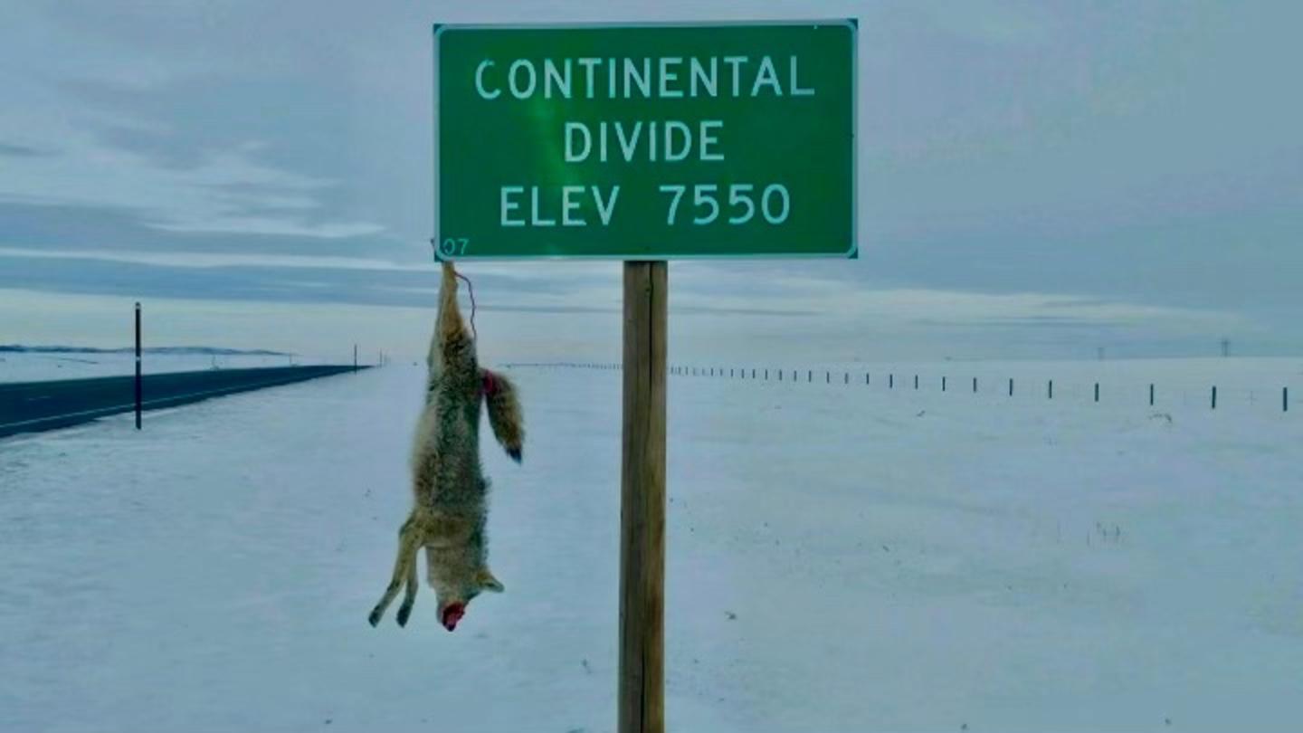A dead coyote hangs from a road sign in Wyoming. What message, what emotion, is it supposed to be sending—and to whom? Is it one of respect and empathy for public wildlife? Abd what does it say about those who do such things?  