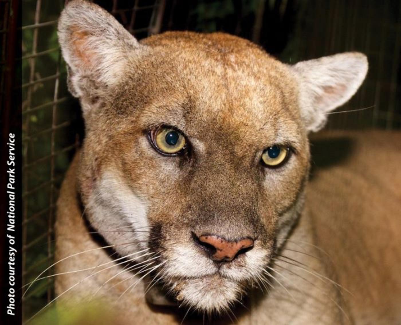 Photo of Mountain Lion P-22 in southern California courtesy National Park Service