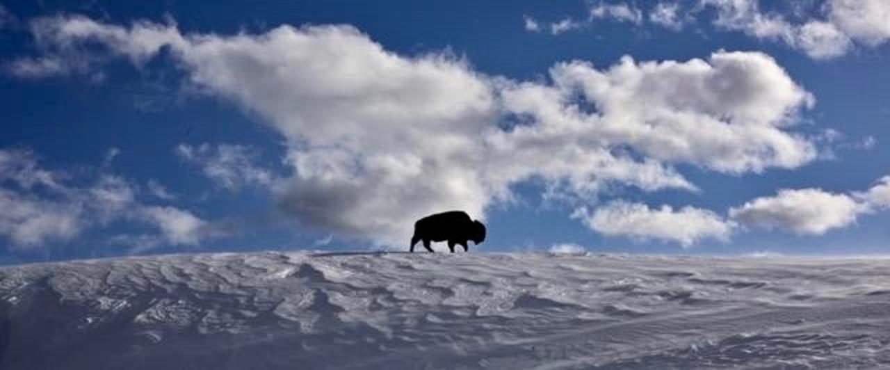 Top: Yellowstone's icy maw; just above: a lone bison trudges across the windswept snowdunee in Hayden Valley. Photos courtesy Steven Fuller