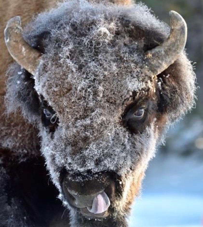 A frosty faced bull bison who roamed Fuller's wild neighborhood. Photo courtesy Steve Fuller