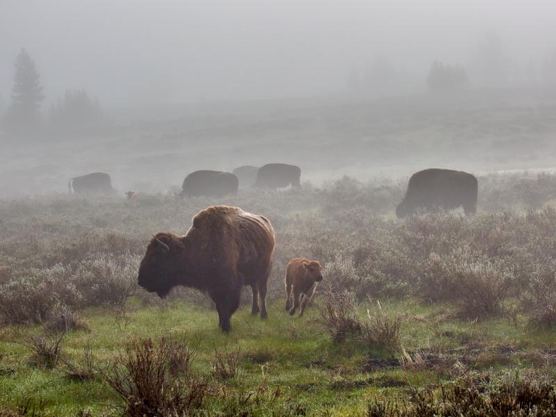 Will Yellowstone bison finally earn more tolerance in Montana?