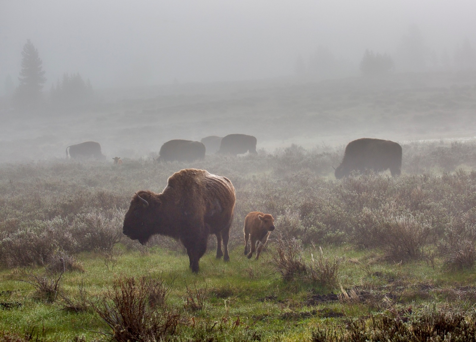 A family group of grazing bison move through the fog in Yellowstone. Descended from ancestors who survived near extinction, park bison face ongoing intolerance in Montana based on the disproven premise that they represent the most serious threat of spreading brucellosis to private cattle herds outside Yellowstone. There has never been a documented case of Yellowstone bison spreading brucellosis to cattle.  A report from the National Academies of Sciences concluded the most serious threat of wildlife to livestock transmission resides with migratory elk that carry the disease.  Photo courtesy Neal Herbert/NPS