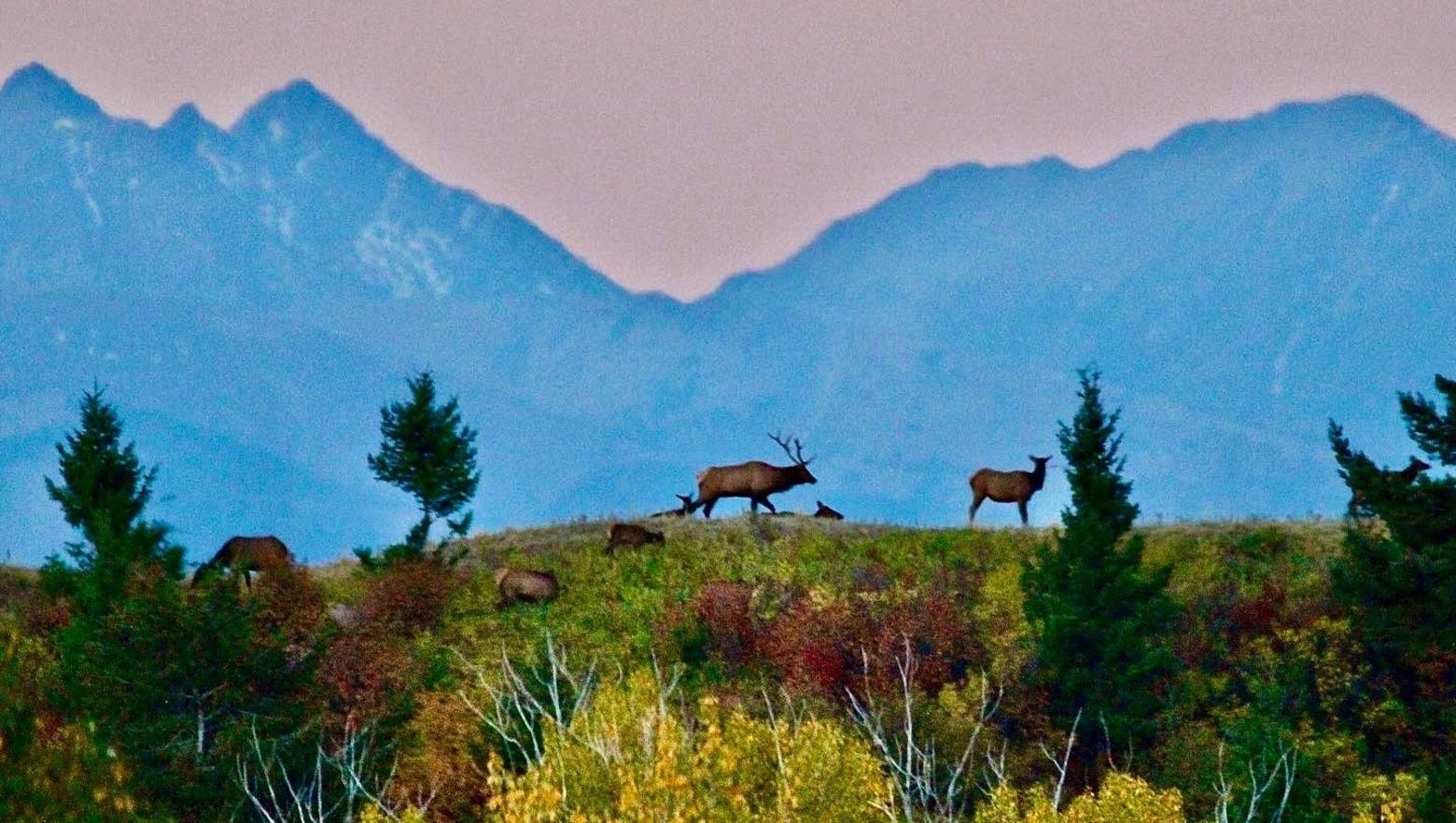 Elk meet dawn's light on undeveloped land west of Bozeman. What do human words like "sustainability," "balance" and "compromise" mean to a wapiti? Photo by Holly Pippel