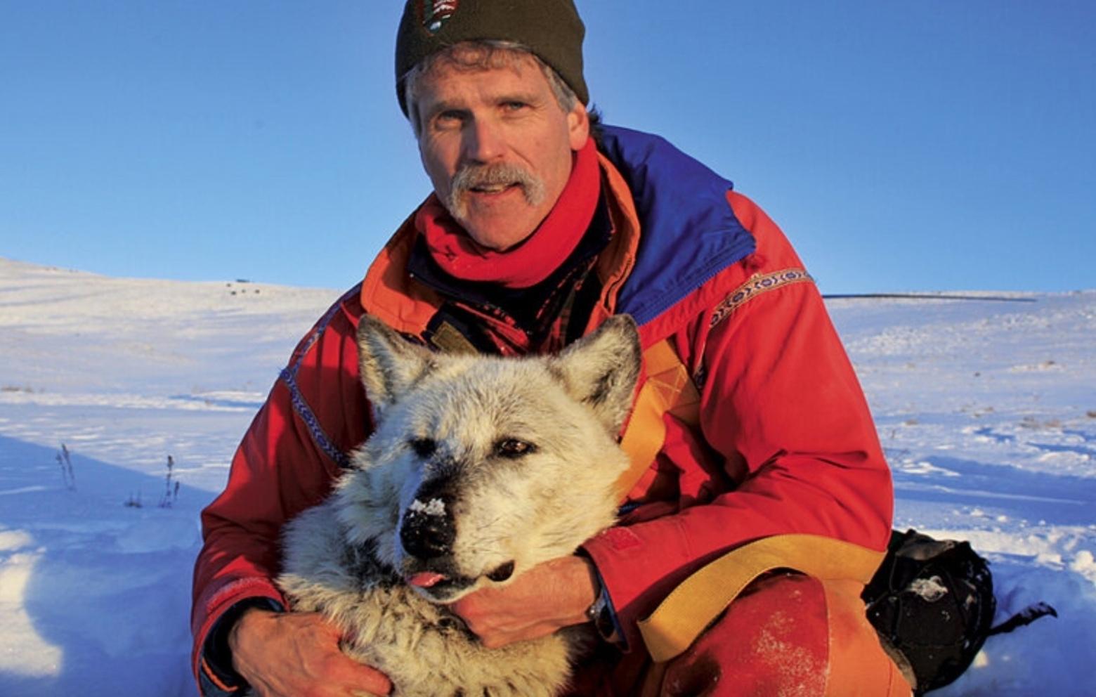 Dr. Doug Smith and one of the live Yellowstone wolves he studied during his distinguished career. Photo courtesy NPS
