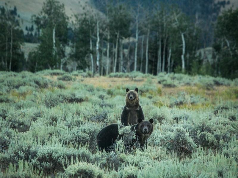 Grizzly bears pass through a ranch in Tom Miner Basin