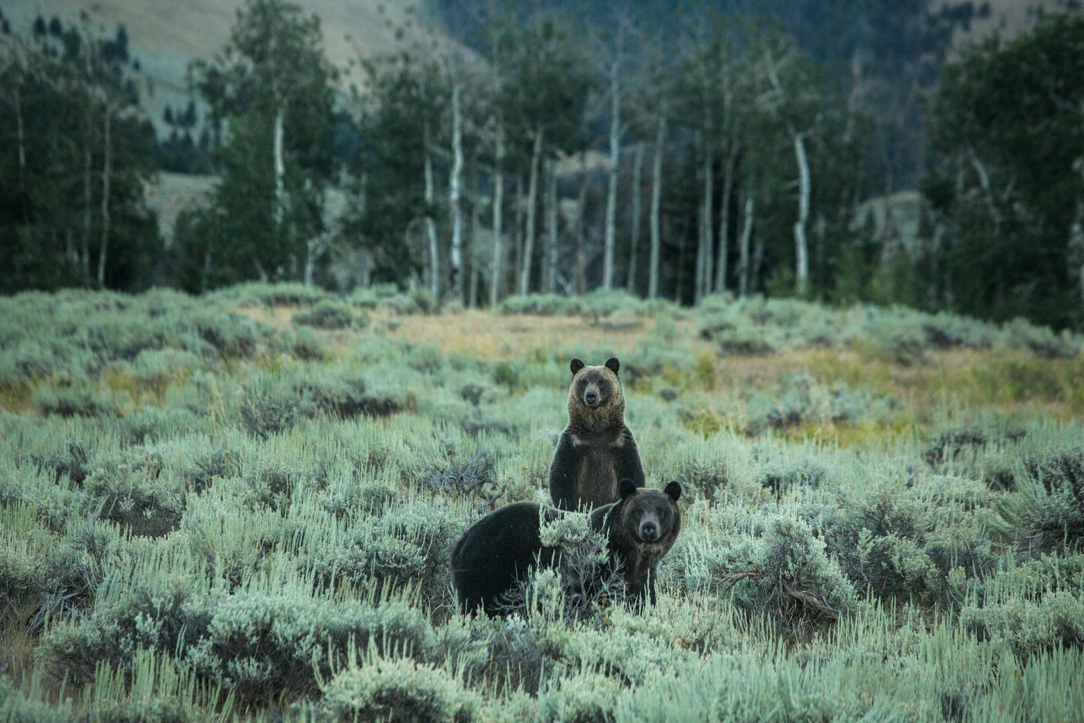 Grizzly bears pass through a ranch in Tom Miner Basin, Montana. The exact number of bears that inhabit Tom Miner is unknown, but biologists say multiple generations of bears seasonally pass through the basin, where they find abundant food in the summer and fall. Photo by Louise Johns