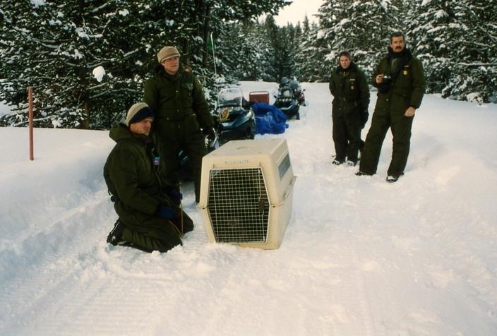 Doug Smith, kneeling, and Mike Phillips during that winter of 1995 in Yellowstone. Phillips was the original on-site coordinator of wolf recovery in Yellowstone and handed the reins off to Smith when he cofounded the Turner Endangered Species Fund with Ted Turner. Photo courtesy NPS