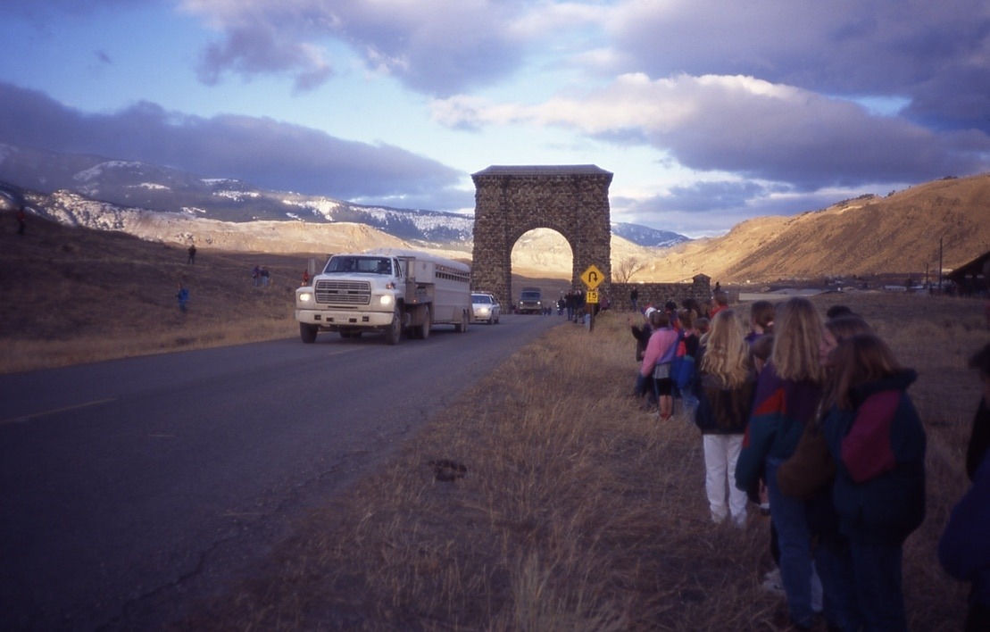 On this day 28 years ago, Jan. 12, 1995, wolves were brought back to Yellowstone and passed through the historic Roosevelt Arch. Photo by Jim Peaco/NPS