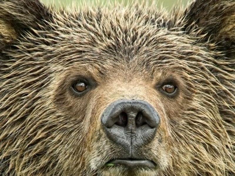Staring into the eyes of a Greater Yellowstone grizzly