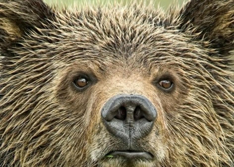 Detail of Thomas D. Mangelsen's riveting photograph, "Eyes of the Grizzly." At a free public event in Bozeman, those who love wild nature and the Great Bear will peer into the most urgent issues shaping grizzly recovery in the Greater Yellowstone Ecosystem and beyond. Image used with permission. To see more of Mangelsen's amazing work, go to mangelsen.com