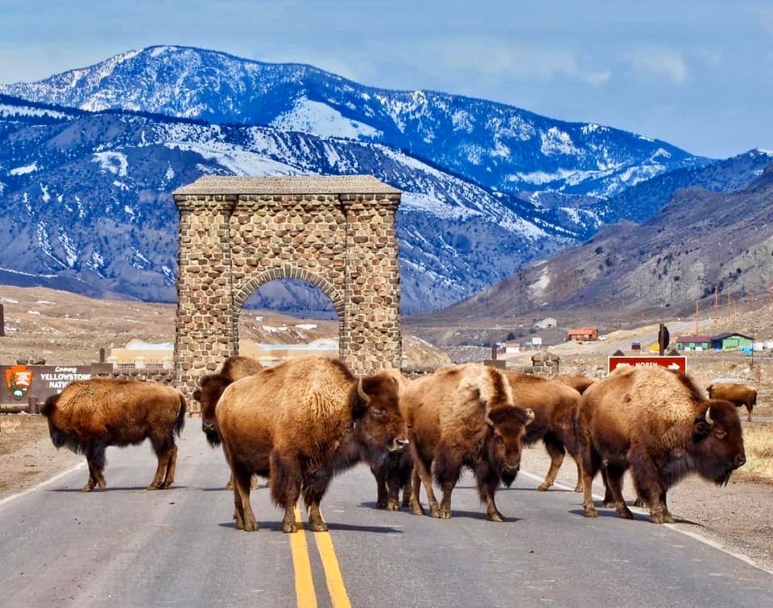 Loving Yellowstone and paying it forward: The 2023 Yellowstone Summit, an online event, has offerings that speak to every passion point among people who love our first national park. Photo courtesy Jenny Golding/George Bumann