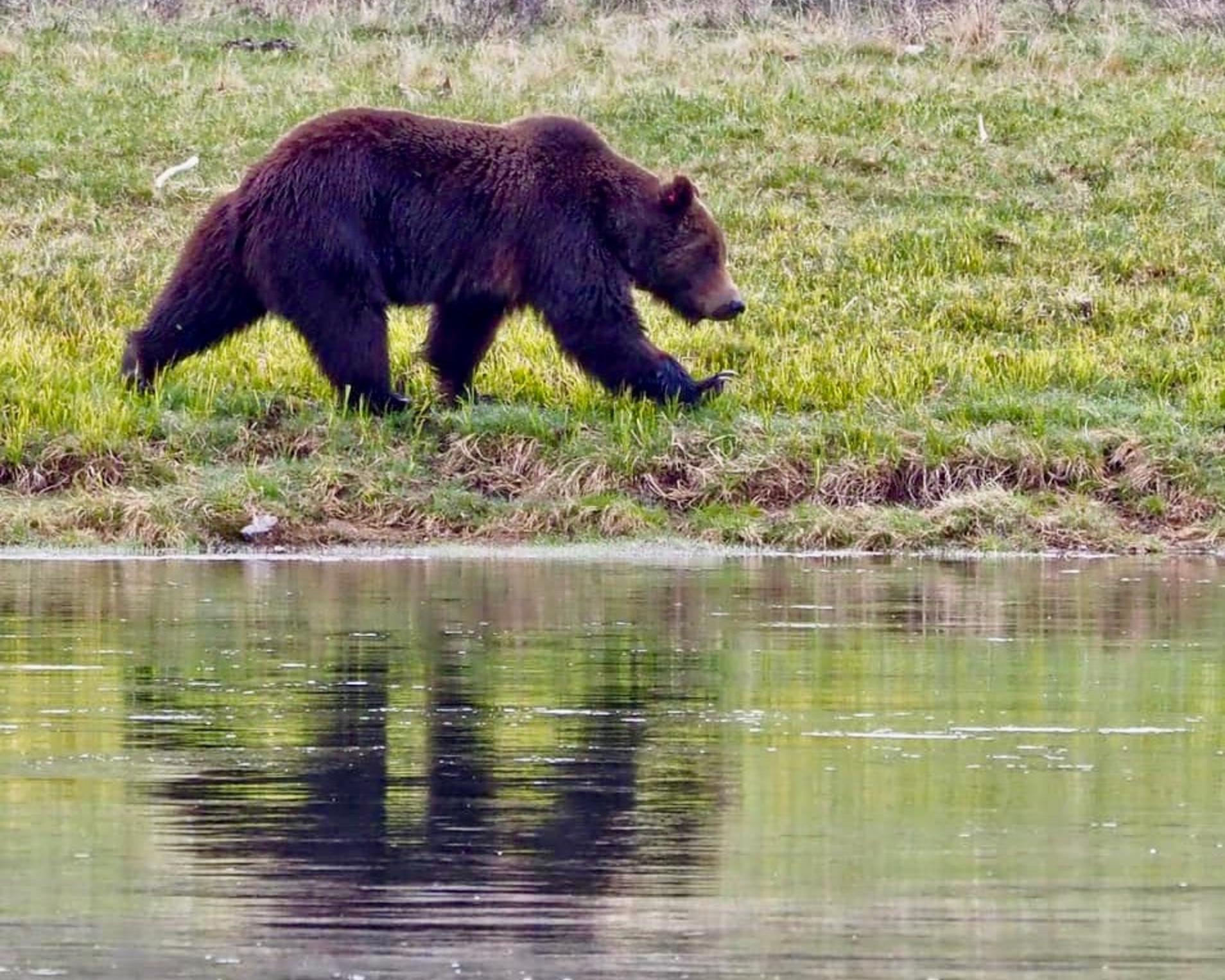 A grizzly bear in Yellowstone: what does the reflection of wild nature say about us? How do we approach the places we love with respect?  Photo courtesy Golding/Bumann 