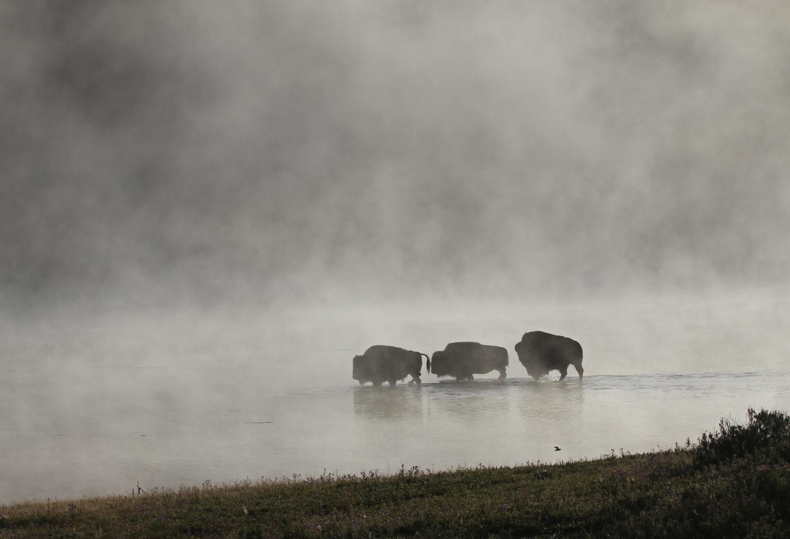 Protecting our water and wildlife in Greater Yellowstone is part of our responsibility to address the changing climate in the West. Photo by Jim Peaco/NPS