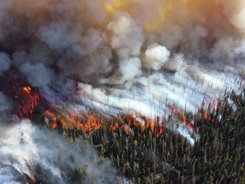 The 2013 Alder Fire burned 4,240 acres in Yellowstone National Park