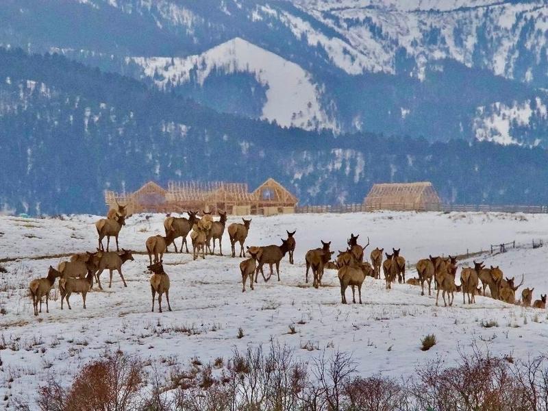 Wildlife in Greater Yellowstone valleys: here today, gone tomorrow?