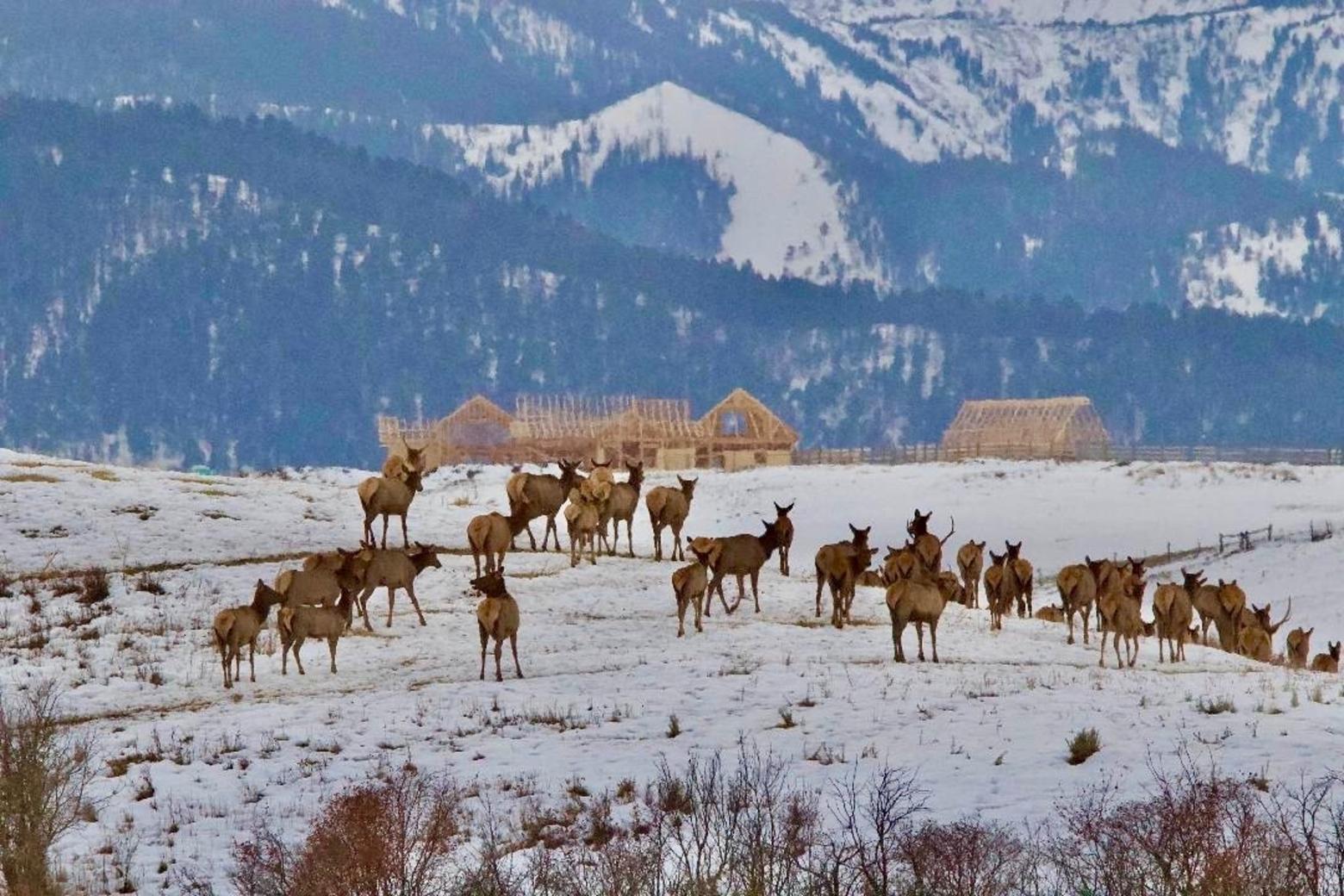 When people build their dream homes in wildlife winter range, what do they think will happen next? The problem is we humans don't often reflect on cause and effect, and that's why the wild West is eroding. Photo courtesy Holly Pippel