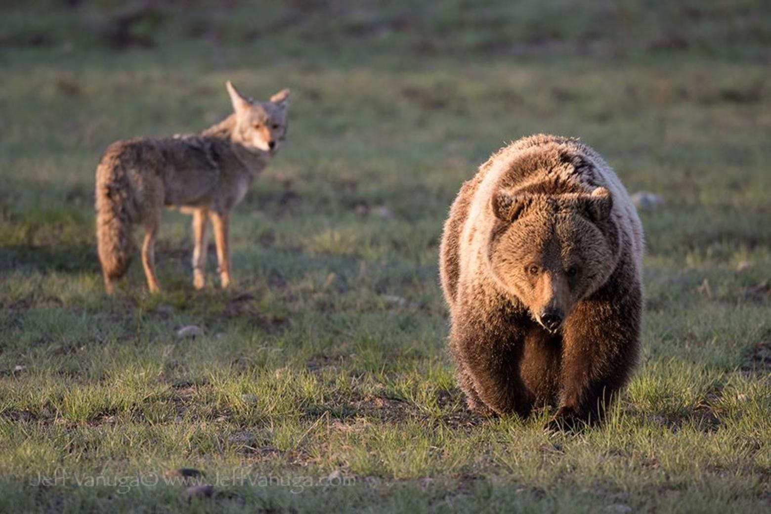 A grizzly passes a coyote in wild northwest Wyoming. Photo courtesy Jeff Vanuga. To see more of Vanuga's collectible fine art photography go to jeffvanuga.com