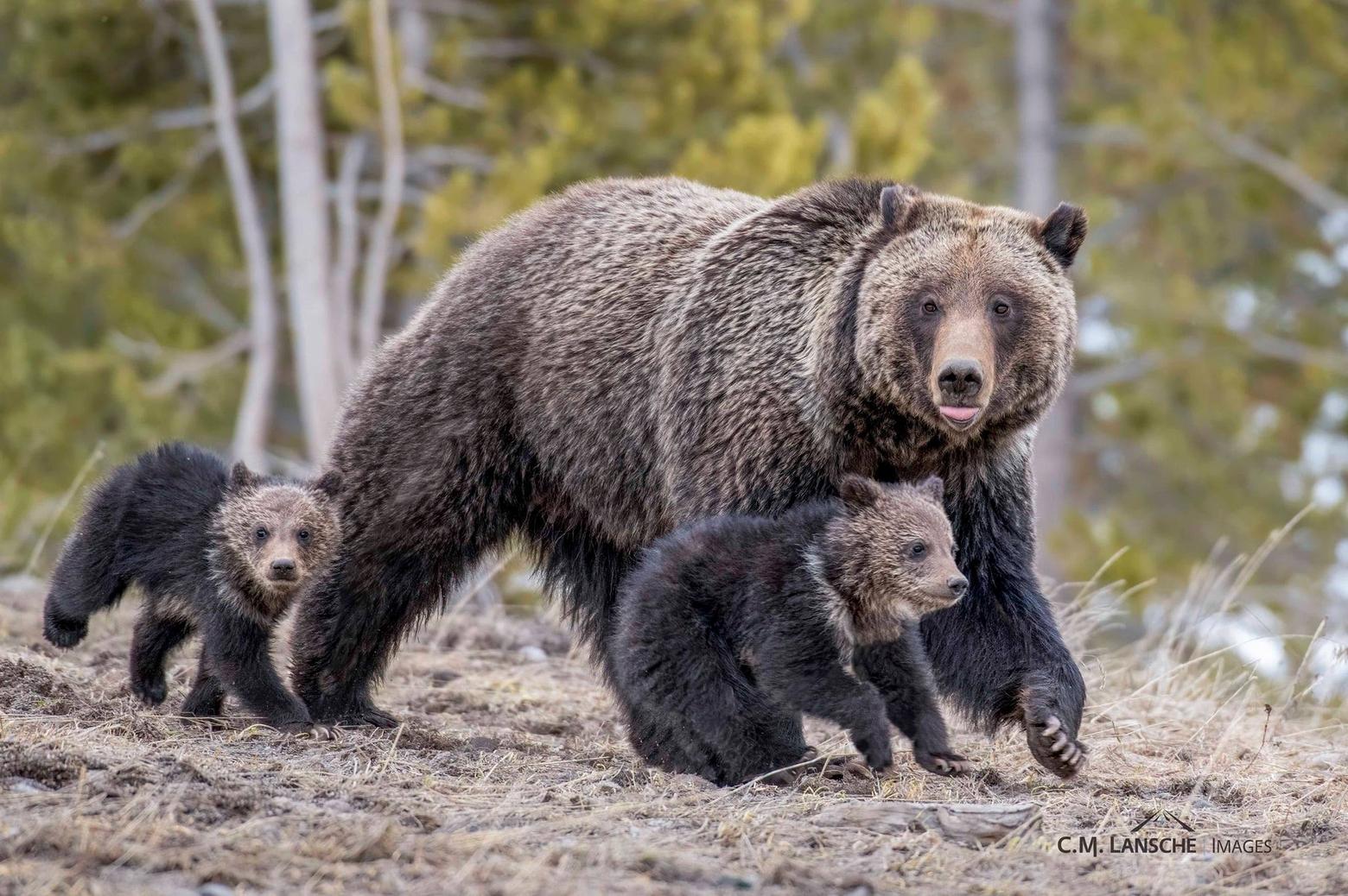 Grizzlies in the Northern Rockies face many ongoing cumulative threats: intense development and outdoor recreation pressure;  loss or declines in key foods—some related to climate change;  and new laws in states like Montana that experts say severely undermine the bear's prognosis for recovery.  Photo courtesy Charlie Lansche.  To see more of Lansche's collective fine art nature photography go to cmlanscheimages.com