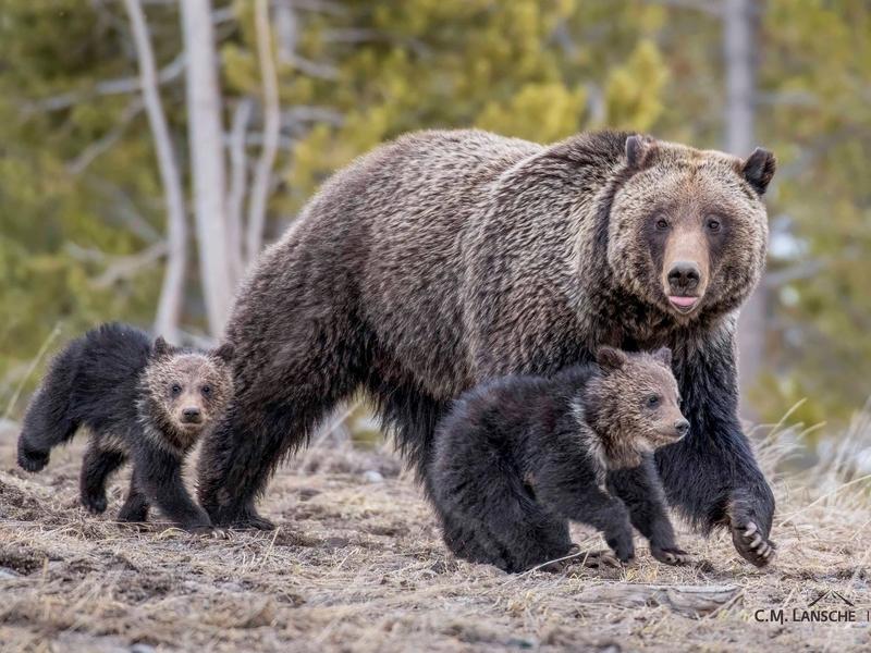 Grizzlies facing massive threats to secure habitat in Northern Rockies