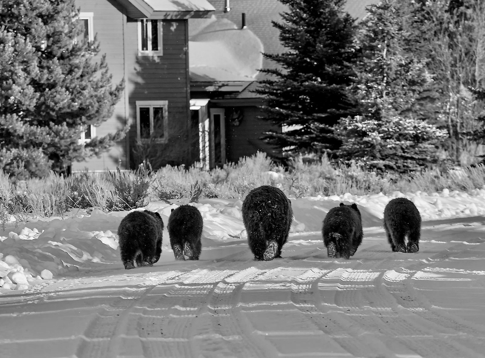 In late autumn 2021, Grizzly 399 and her then four yearling cubs wandered through a residential subdivision in Jackson Hole, among many human-related perils they had to navigate. In recent decades, hundreds of thousands of acres of rural land once thought to provide secure habitat for grizzlies and other species have been lost to sprawl throughout the Northern Rockies. Photo courtesy Thomas D. Mangelsen. To see more of Mangelsen's collectible fine art photography go to mangelsen.com