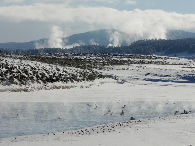 Swans and geese in the Yellowstone River in Hayden Valley, named for 1871 expedition leader Ferdinand Vanderveer Hayden
