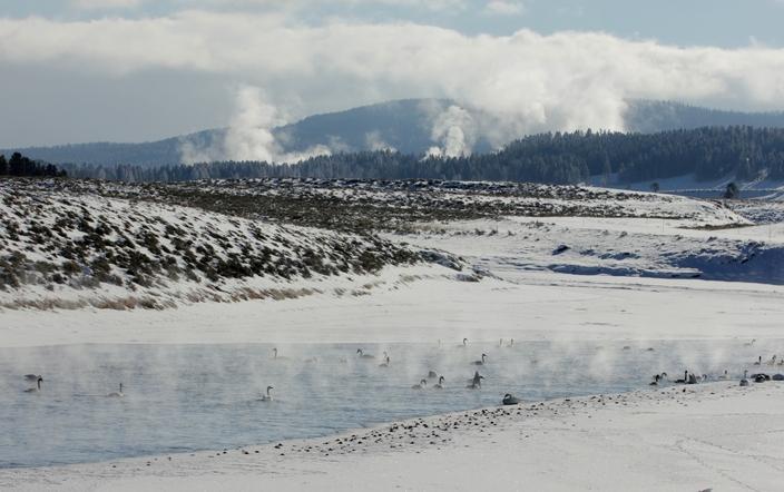 Swans and geese in the Yellowstone River in Hayden Valley, named for 1871 expedition leader Ferdinand Vanderveer Hayden, the eventual namesake of Yellowstone's Hayden Valley. Photo by Diane Renkin/NPS