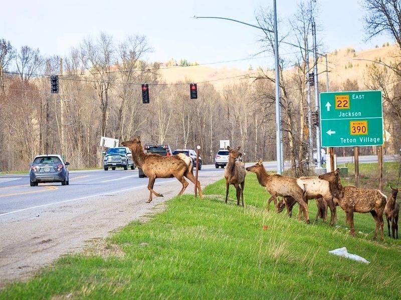 Development is squeezing out people and wildlife in Jackson Hole